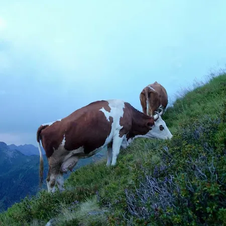 Bichlerhof Διαμέρισμα